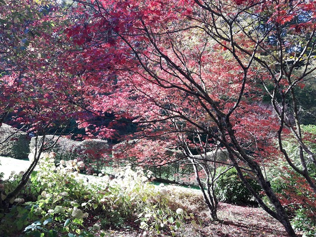 Arboretum de la Sédelle