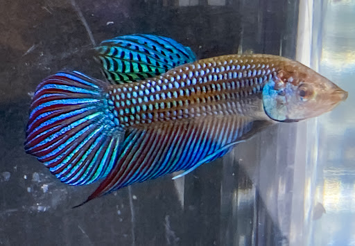 Fancy Fishes - Thumbnail