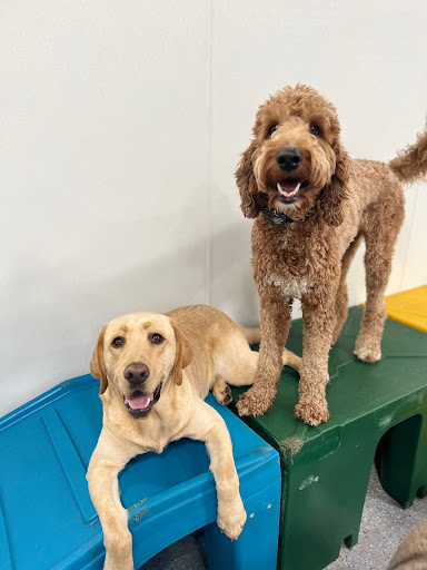 Super Pups Daycare - Thumbnail
