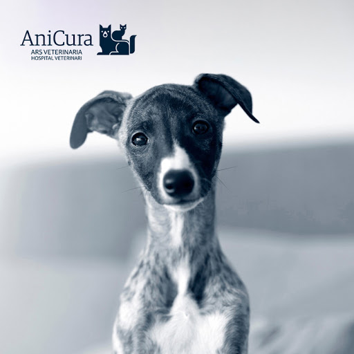 AniCura Ars Veterinaria Hospital Veterinari