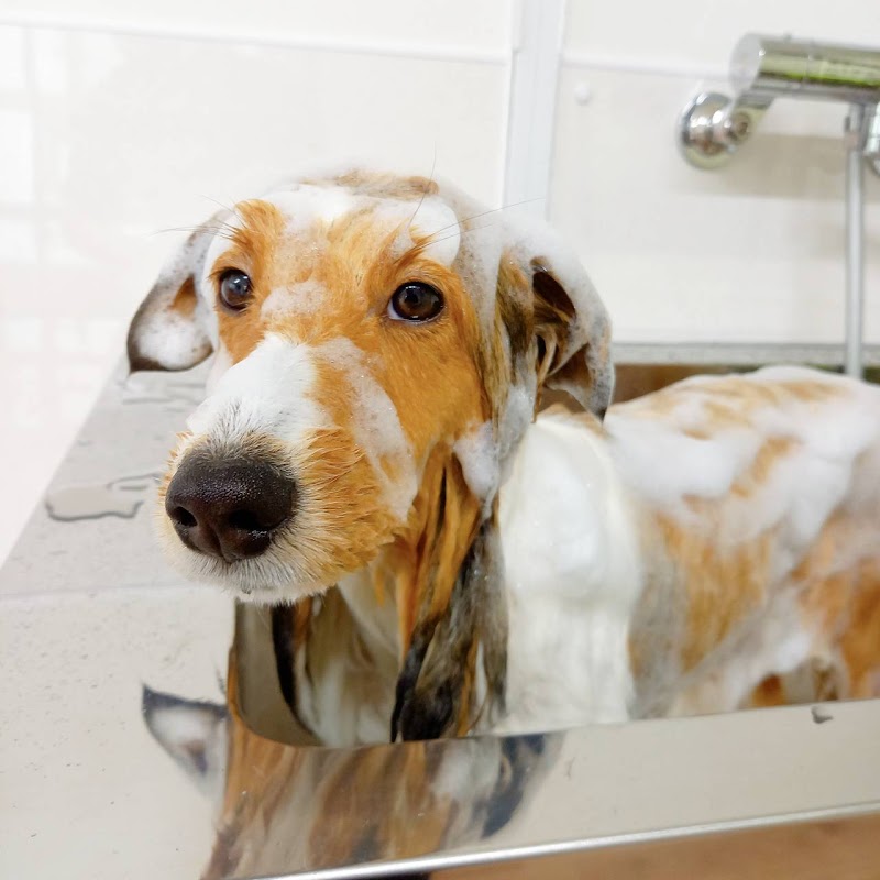Dog salon LUSH（ドッグサロンラッシュ）