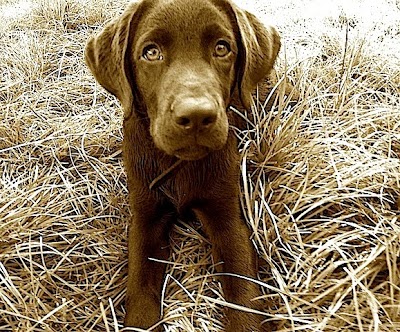Photos of Hundebetreuer-in