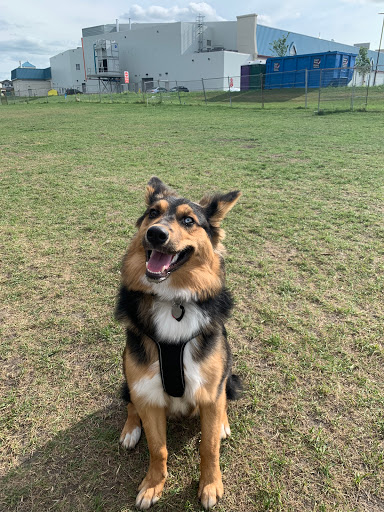Beaumont dog park - all breeds Gallery - Canada