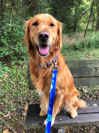 Pupups USA - Thumbnail