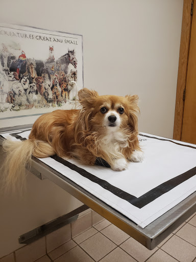 Battenkill Veterinary PC - Visual