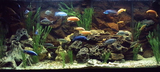Bill Goody Aquarium Service - Thumbnail