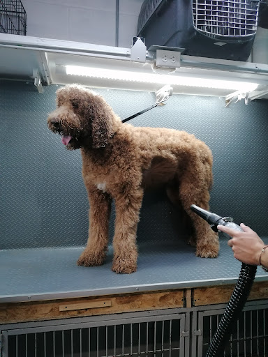 Rabos y Trufas Veterinaria y Estética Canina - Thumbnail