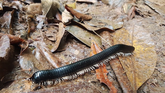 Sinharaja Rain Forest