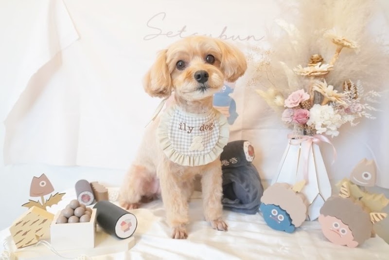 Petsalon ily dog. アイリードッグ