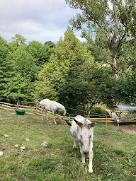 Photo n°57 de Camping Calme et Nature à Castellane - 3 étoiles - Gorges du Verdon à Castellane (Terrain de camping)