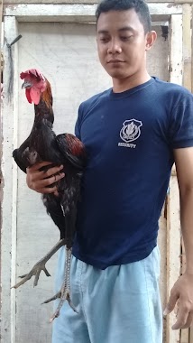 Ternak Ayam Delon, Author: Achmad Khidr