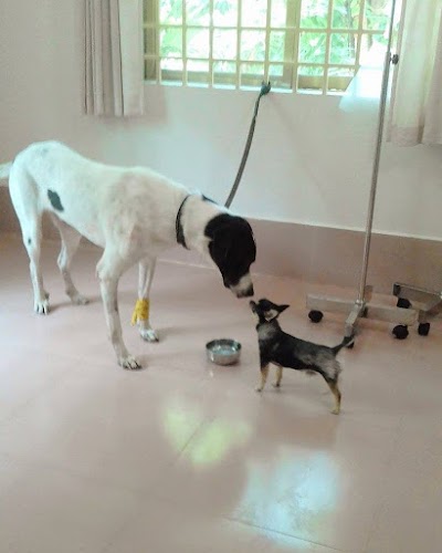 Photos of Siem Reap Veterinary Care