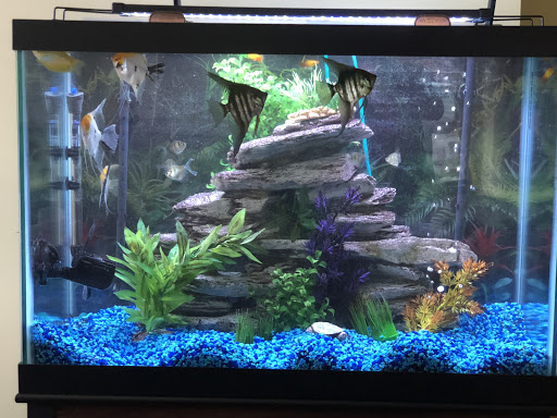 Expert Aquarium Service - Thumbnail
