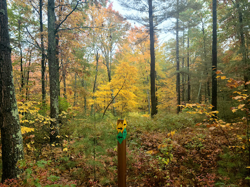 Peabody Town Forest - Thumbnail