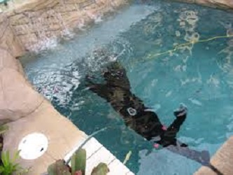 Leak King Swimming Pool Leak Detection And Repair in