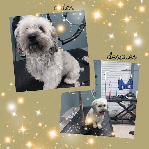 Fashion Pets Alovera
