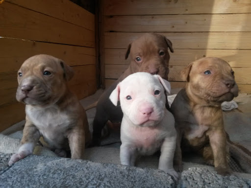 Doggi Pro - Visual