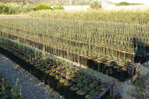 Maiorplant dell'Ing. Giovanni Baglione - Thumbnail