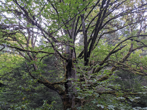 Madison Falls Trailhead - Thumbnail