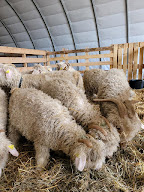 Le Mohair de Planzolles à Planzolles