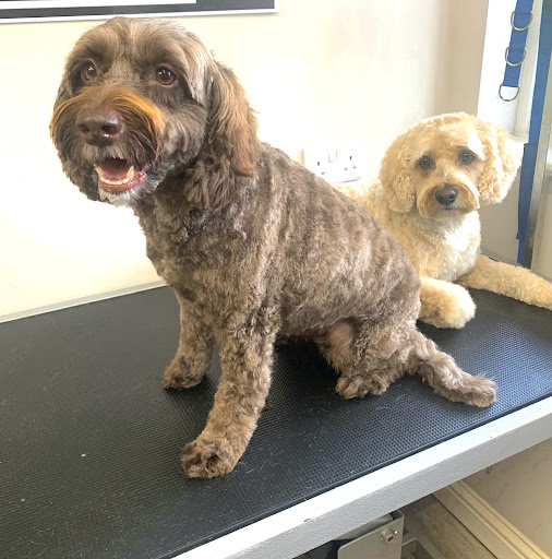 Country Barn Dog Grooming