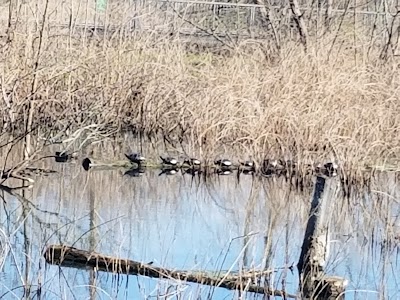 Murfree Spring Wetlands