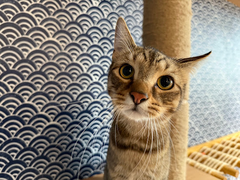 Kokoro Cat Café by null