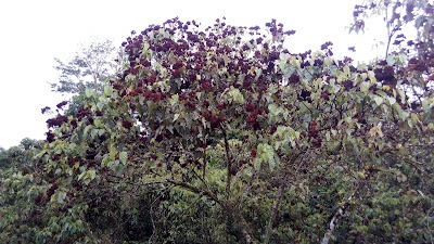 Photos of Botanical Garden