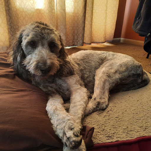 Portland Avenue Grooming LLC - Thumbnail