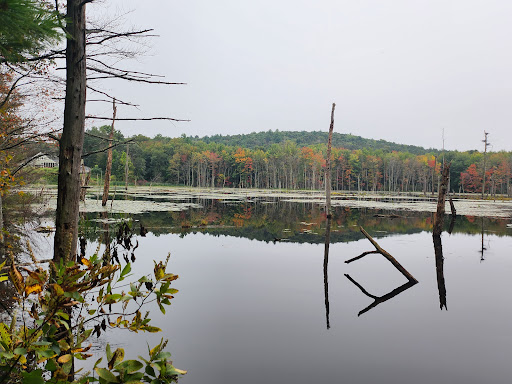 Glennie Woodlot and Town Farm Forest trail