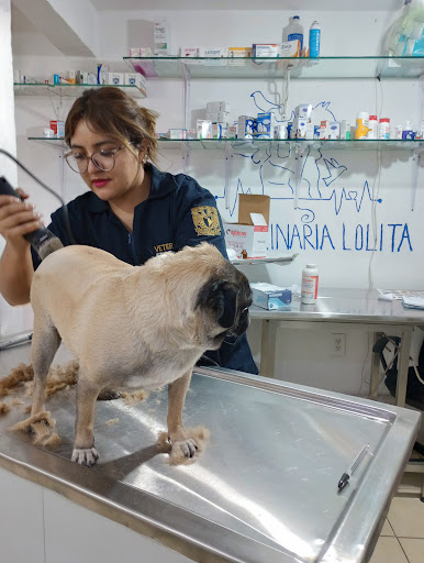 Veterinaria lolita