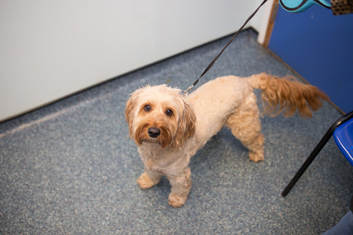 Burton Vets - Thumbnail