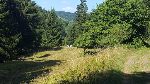 Langebachtal - Visual