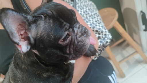 Atención Clínica Veterinaria Cancún