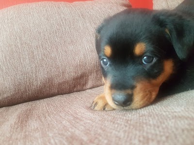 Photos of Integral Veterinary Centre Portugal