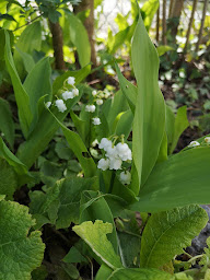 Photo n°38 de Les Robinsons du Lac - Le Camping à Ardres (Brasserie)