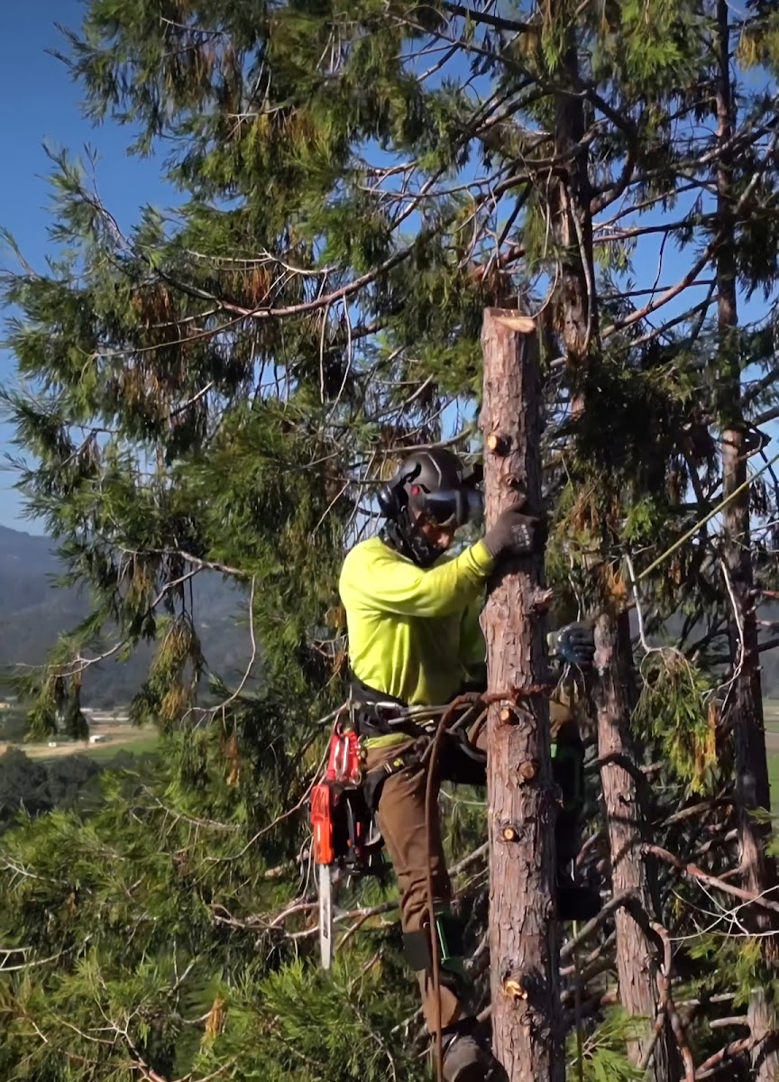 Treeex Tree Experts