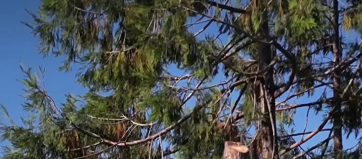 Treeex Tree Experts
