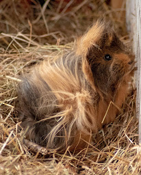 Photo n°5 de Ferme de la Seconde Chance à Le Brignon (Ferme pédagogique)