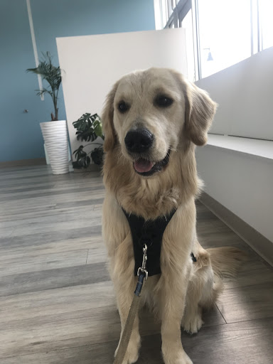 Isla Veterinary Boutique Hospital Gallery - United States