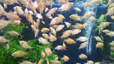 Photos of The Pet Shop LLC
