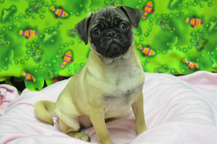 The Dog House by null