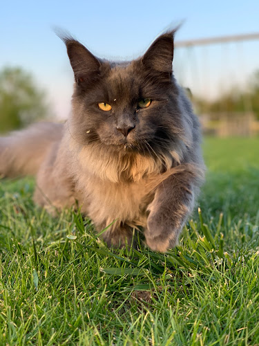 Clinique vétérinaire de La Pévèle à Mérignies
