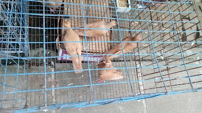 Photos of Tongi Bazar Bird Market