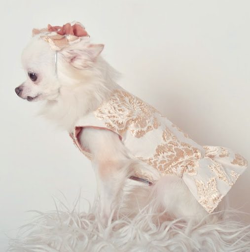 Maison PetGlam - Thumbnail
