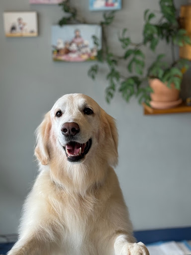 Mong Mong Pet Salon & Spa - Thumbnail