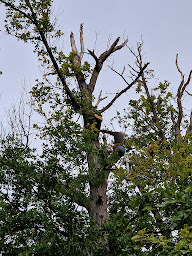 Photo n°6 de RJ ELAGAGE 28 -TAILLE DE HAIES à Dreux (Service d'élagage)