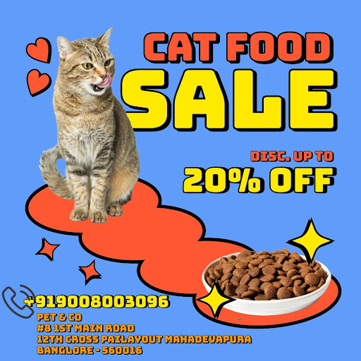 Treat Your Cat! Get Up to 20% Discount post image