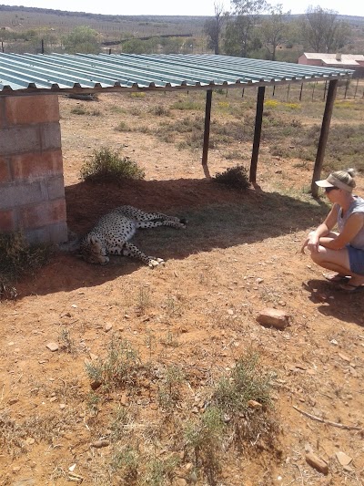 Photos of Daniell Cheetah Breeding Project