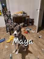 Florian LEFEVRE - Educateur Comportementaliste canin à Trieux